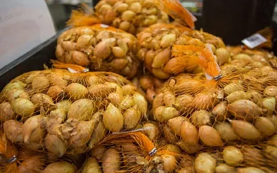 Можно ли сажать лук севок под зиму
