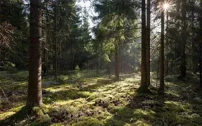 Как прогулка среди хвойных деревьев лечит нервы и бронхи