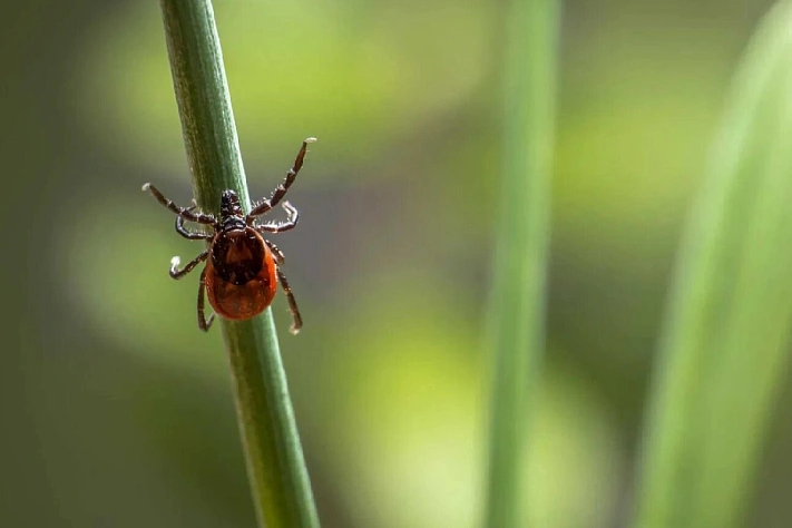 Минздрав предупредил о нашествии клещей в 2026 году