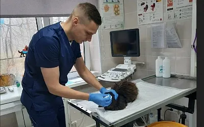 На Сахалине бездомный кот ежегодно приходит в ветеринарную клинику на медосмотр