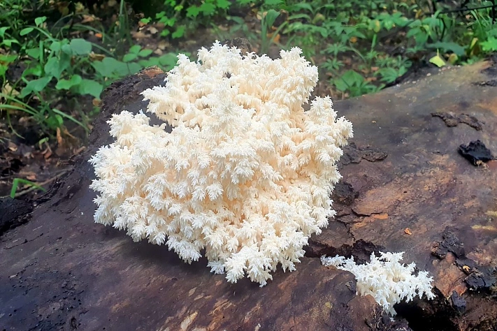 В Подмосковье ввели огромные штрафы за сбор краснокнижных грибов