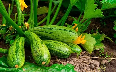 Чем подкормить кабачки, чтобы получить отличный урожай