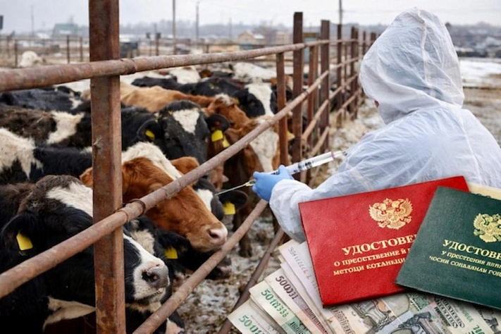 В Новосибирской области готовятся снять карантин по пастереллёзу