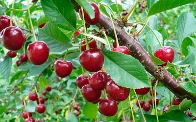 Чем подкормить вишню весной для богатого урожая?