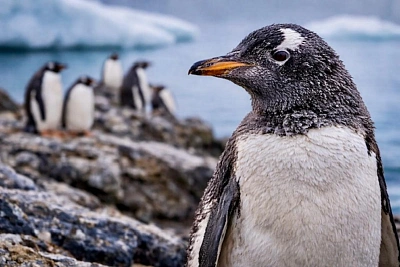 сытые пингвины живут дольше, но стареют быстрее