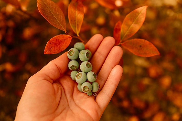 Голубика осенью — как подготовить куст к зиме и сохранить урожай будущего года