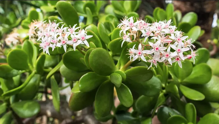 Что делать, чтобы денежное дерево «работало»