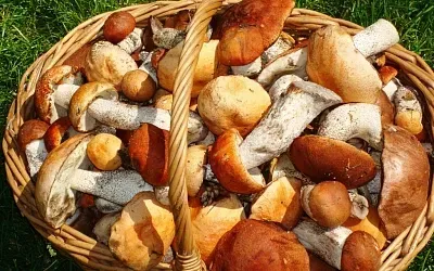 Подмосковные грибники выносят из леса целые корзины лисичек и белых