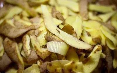 Как использовать картофельные очистки для подкормки смородины и других кустарников