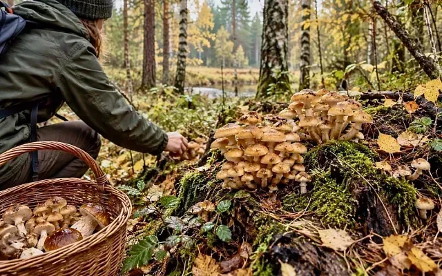 Грибы в Подмосковье сейчас есть, но опята не везде