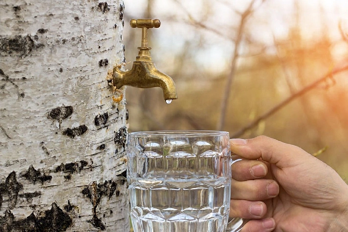 Как пить берёзовый сок с пользой для здоровья