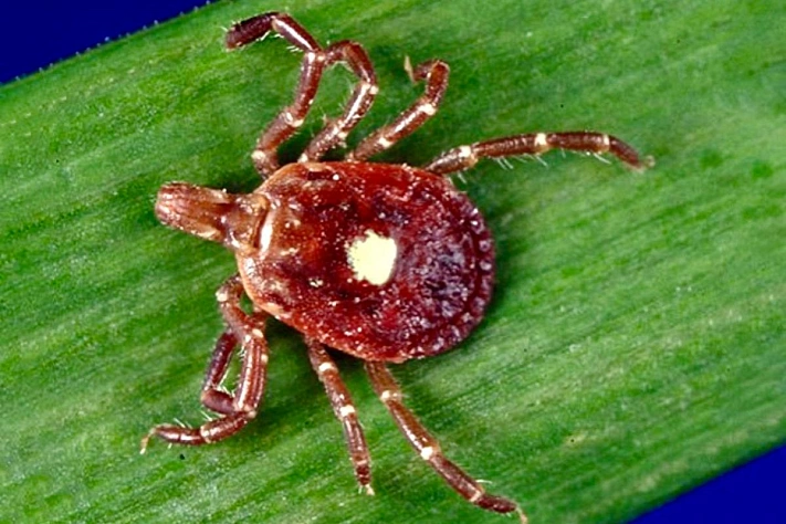 Первая смерть от аллергии на мясо после укуса клеща подтверждена