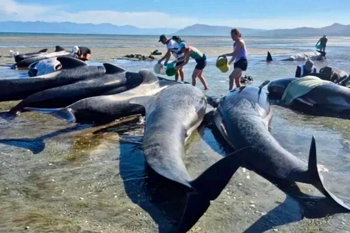 55 китов выбросились на берег в Новой Зеландии