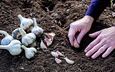 Что можно сажать рядом с чесноком?