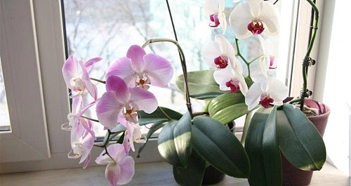 Флористы дали советы по уходу за орхидеей