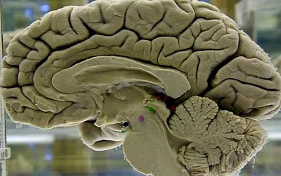 Стресс‑клетки мозга активируются каждый час — даже без стресса