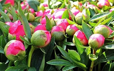 Пионы набрали бутоны, самое время для подкормки